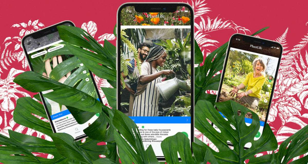 New Social Media App PlantLife is TikTok for Your Plants