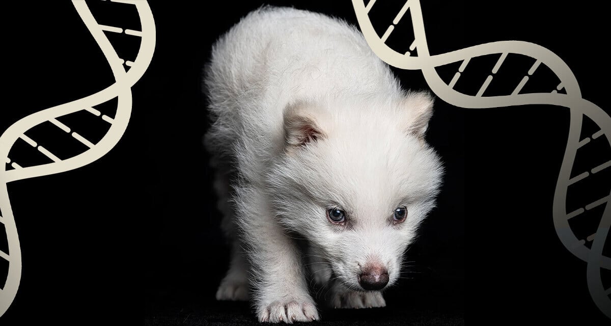 colossal-biosciences-dire-wolf-thefutureparty